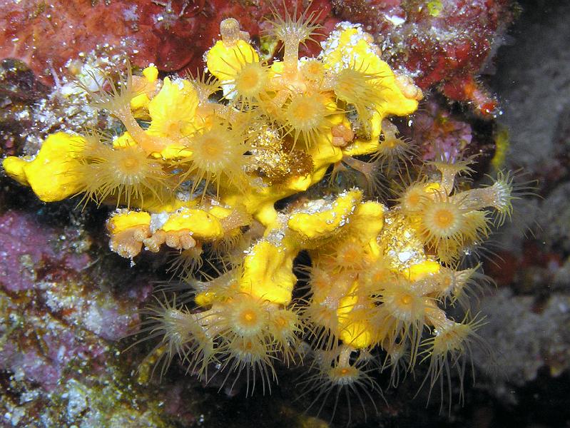 gelbe Anemonen.jpg - OLYMPUS DIGITAL CAMERA